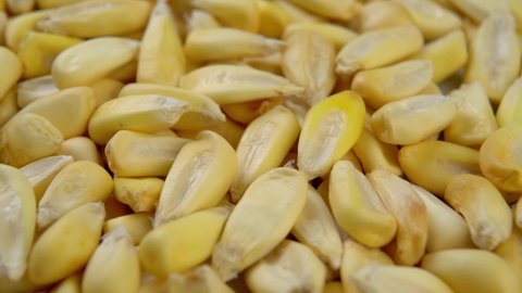 Dried cancha maize kernels close up. Dry corn seeds. Macro. Rotation
