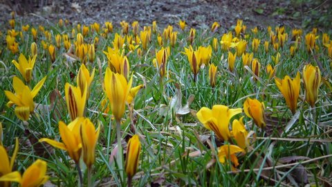 Yellow crocuses bloom in early spring in the garden, Ukraine