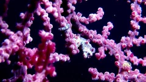 
Pink Pygmy Seahorse (Hippocampus bargibanti) on Gorgonian Sea Fan - Macro Shot - Philippines