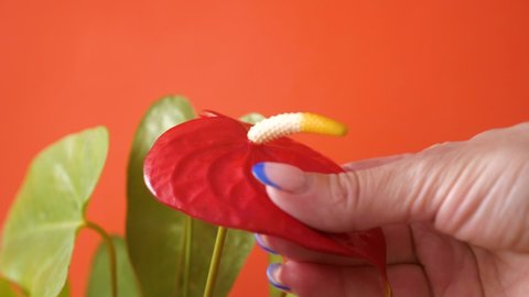 Close-up of an anthurium flower is touched by a woman's hand with a manicure. Macro.Anthurium flower growing. Blooming homemade flamingo flower.selective focus