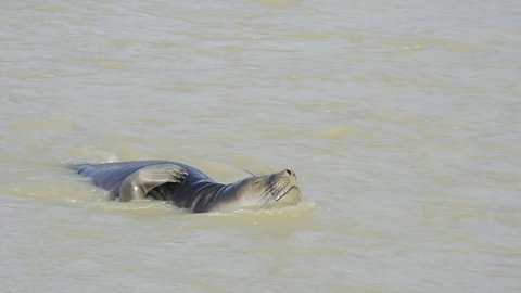 Baby Elephant Seal plaing in the stream