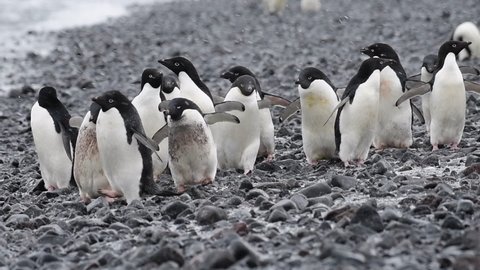 Adelie Penguins walk along beach
