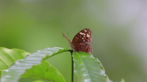 Butterflies alight on a leaf and open their wings