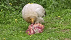 Egyptian Vulture Neophron Percnopterus Eating Carcass Footage.