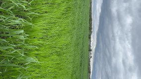 vertical video 4k. spring windy weather before rain. field of oats in spring close-up. eco. bio. agroindustry.