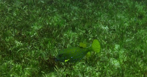 Yellow Box Fish swimming in the Red Sea