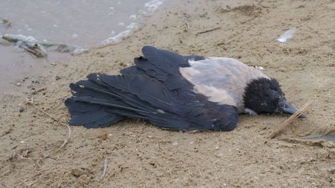 Dead hooded, scald-crow or hoodie lies on sand by sea shore. Gray bird corpse is lying on river bank. Corvus cornix body is on beach near water. Death, decease, accident, fatality of avian