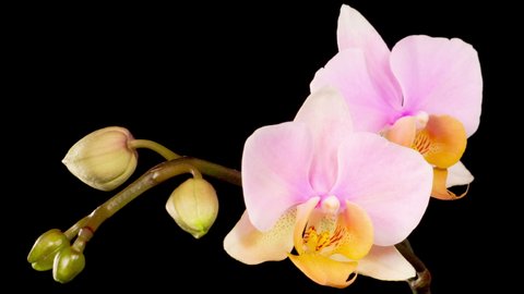 Orchid Blossoms. Blooming Pink Orchid Phalaenopsis Flowers on Black Background. Time Lapse. 4K.