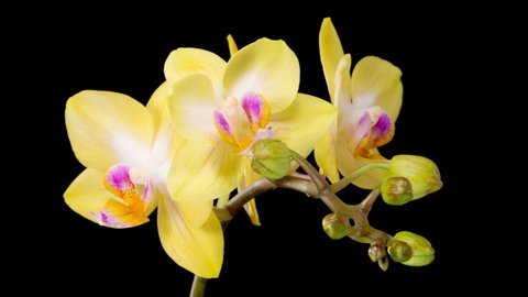 Orchid Blossoms. Blooming Yellow Orchid Phalaenopsis Flower on Black Background. Time Lapse. 4K.
