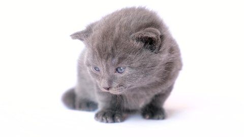Frightened grey kitten on white bed. 
