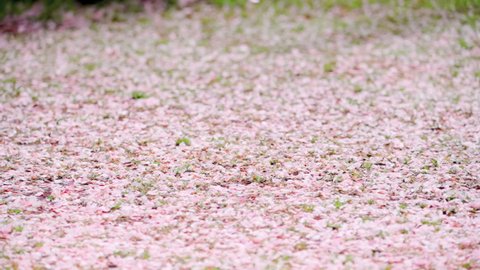 Shower of Cherry Blossoms, Cherry Blossom Petals Flying in Spring Wind