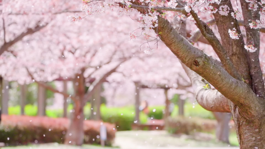 Shower of Cherry Blossoms, Cherry Blossom Petals Flying in Spring Wind Royalty-Free Stock Footage #1089149331