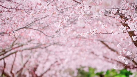 Shower of Cherry Blossoms, Cherry Blossom Petals Flying in Spring Wind