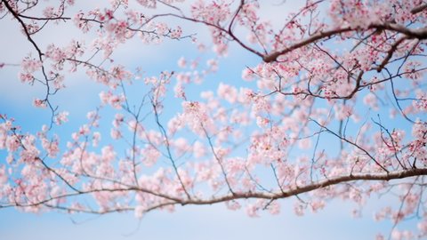 Cherry Blossoms with Blue Sky Background