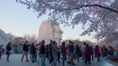 Washington, DC - USA - March 21 2022: A tour group gathers in front of the Martin Luther King Jr. statue at the MLK memorial. Blossoming Cherry Trees are seen all around. The camera dollys in.