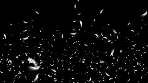 Down feathers falling slowly flying birds in air with white feathers on a black background. promo, happy holidays greetings, seasonal greetings, special occasions, birthday party, wedding