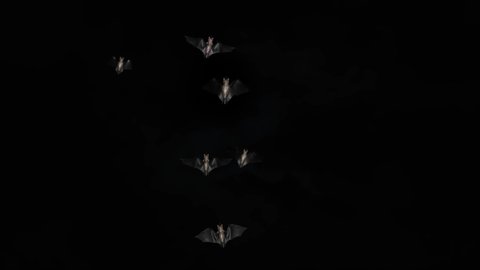 Bats Halloween birds green screen footage loop animation. Halloween party celebration. Flittermouse night creatures. Silhouettes flying bats vampire. Nightmare, fantasy, Magic, hell, ghost, murder.