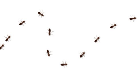 Ant insects randomly crawling green screen white Background animation. Ant trail column. insect silhouettes trip. Teamwork, hard work. Set line target sport, team leader, virus, raster protection.