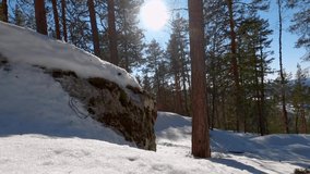 Meditation Background Footage of Snowy Hill, with Pine Trees in the Background, Rock Covered with Snow and Trunk of a Tree, Blue Sky Where Sun is Shining in the Middle of the Frame