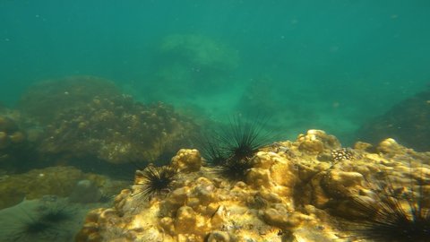 Phuket, Thailand, 23, March, 2022:
Sea urchins on coral, sea urchins underwater off the coast of a tropical island
