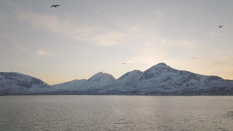 Panoramic Winter Landscape With Flock Of Oystercatcher Birds Flying Over The Calm Ocean At Tromvik, Kvaloya In Northern Norway. - Wide Shot