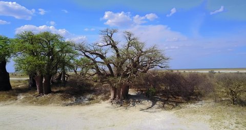 Giant Baines Baobabs in Nxai Pan National Park, Botswana	