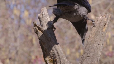 carrion crow on a tree, Corvus corone corvis, bird, 