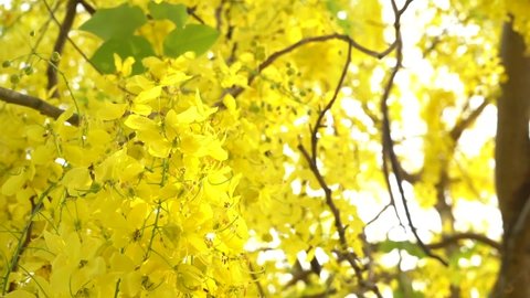 wind blowing flowers , Cassia fistula, or drumstick tree or the Golden shower in Thailand.