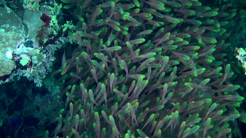 In shaded areas of the reef, Pigmy sweepers (Parapriacanthus ransonneti) form large dense aggregations that flow continuously. Royalty-Free Stock Footage #1089154491