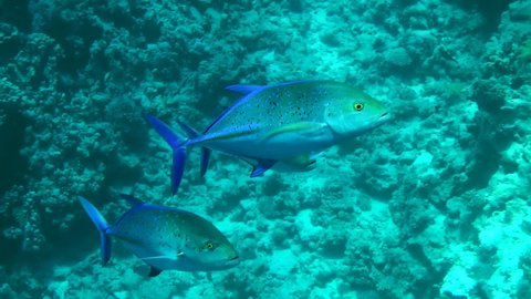 Several Bluefin trevally (Caranx melampygus) swim along the coral reef wall, then leave the frame.