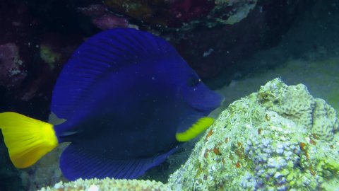 Yellowtail Surgeonfish (Zebrasoma xanthurum) eats something from a coral block, then slowly swims away, close-up.