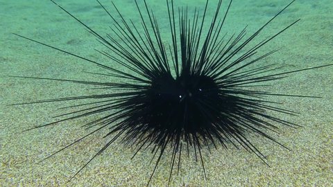Black longspine urchin or Long-spined sea urchin (Diadema setosum) slowly moves its needles on the sandy seabed.