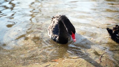 3 a beautiful large black swan with an orange beak dives underwater in search of food