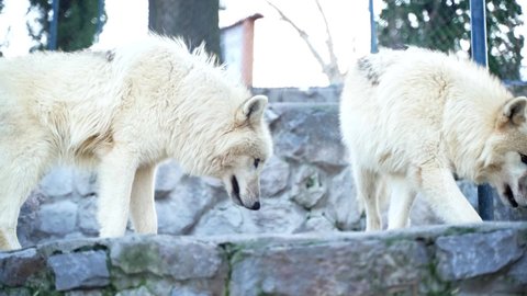 1 the male white wolf and the female white wolf fight around the prey