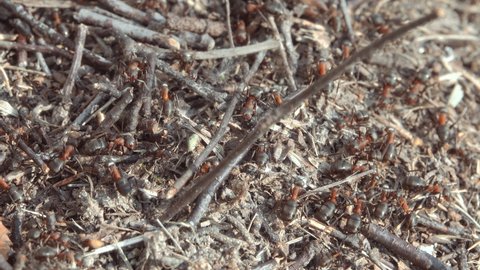 Big anthill in the forest. Large anthill with a colony of ants in the forest.