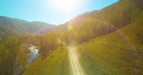 4K aerial point of view. Low altitude flight over fresh fast mountain river with rocks at sunny summer morning. Green pine trees and sun rays. Pure cold water stream.