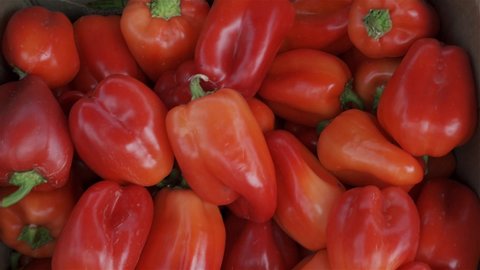 red bell peppers at market. harvest of sweet paprika.