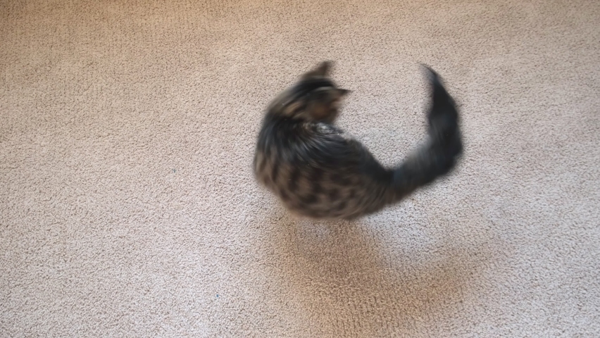Tabby kitten jumping and playing with itself, running around in a circle. Little Cat is turning to its tail. Kitty catching its tail. Funny domestic animals. Silly comical cat. | Shutterstock HD Video #1089162137