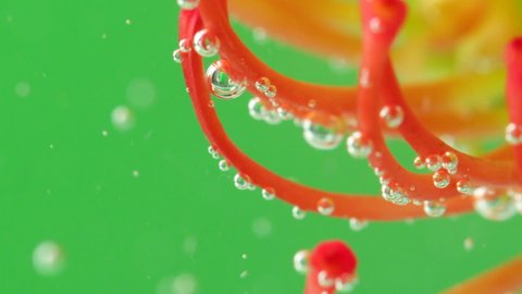 Close-up of beautiful flower with bubbles under water. Stock footage. Bright flower with stamens under water. Exotic flower with bubbles under water on isolated background