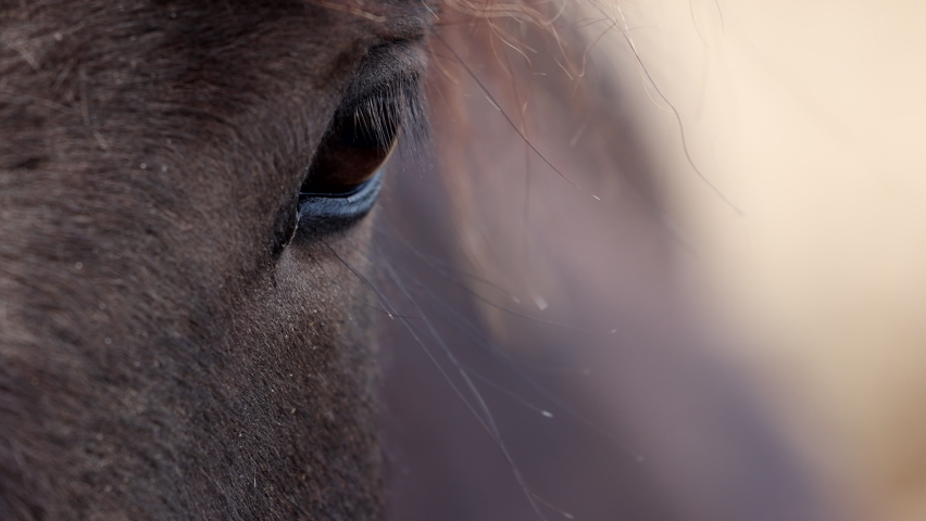 Portrait close-up of horses with beautiful eyes standing, looking right in the camera. Wild mountain landscape rapid slow-motion. High quality 4k footage, telephoto, bokeh Royalty-Free Stock Footage #1089163815