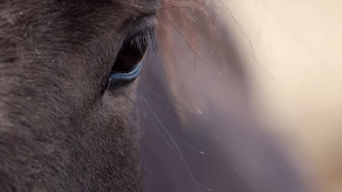 Portrait close-up of horses with beautiful eyes standing, looking right in the camera. Wild mountain landscape rapid slow-motion. High quality 4k footage, telephoto, bokeh