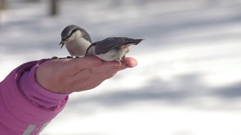 Nuthatch bird feeding from human hands. Hungry birds in the winter forest