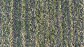 a freshly sown field from above with a twist 30fps