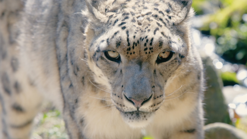 A snow leopard, wary of its surroundings, comes straight ahead. Stunning fur. | Shutterstock HD Video #1089167441