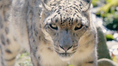 A snow leopard, wary of its surroundings, comes straight ahead. Stunning fur.