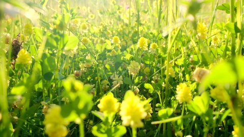Meadow grasses in the sun.Red clover and alfalfa.Summer flowers and grass close-up on a sunny summer day.Summer season.Summer mood.slow motion. 4k footage