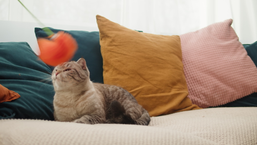 Funny cat playing with toy on sofa close-up, Scottish Fold portrait. Domestic animal having fun at home. Grey kitten on couch. Furry pedigreed pet indoors. Little best friends concept.  Royalty-Free Stock Footage #1089168151