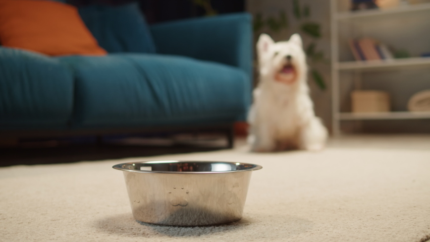Small dog eating close-up. West highland white terrier having meal in living room, lovely Westie puppy. Food delivey for happy domestic animals, little best friends. Pet shop.  | Shutterstock HD Video #1089168173