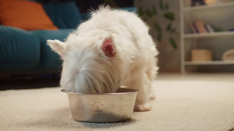 Small dog eating close-up. West highland white terrier having meal in living room, lovely Westie puppy. Food delivey for happy domestic animals, little best friends. Pet shop. 
