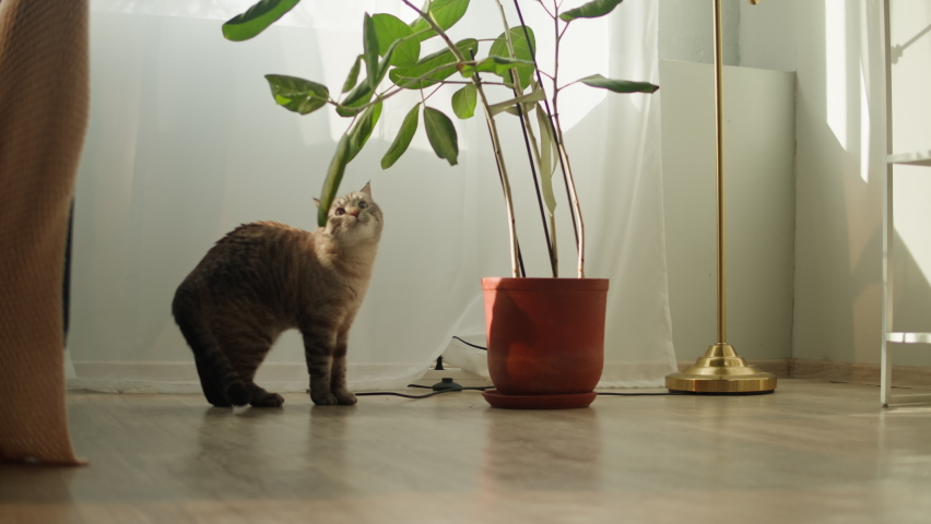 Funny cat sniffing plant close-up, Scottish Fold portrait. Domestic animal relaxing at home. Grey kitten smelling flowers. Furry pedigreed pet indoors. Little best friends concept.  Royalty-Free Stock Footage #1089168179